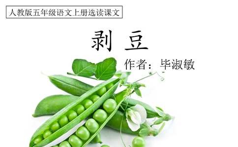 剥豆荚比赛作文650字