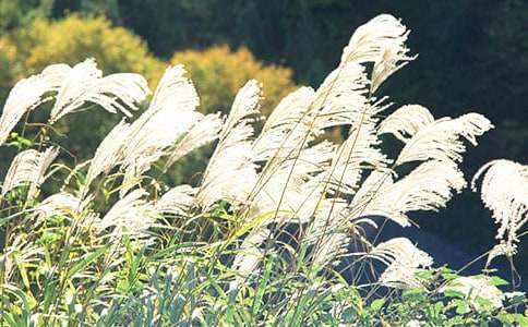 山野里那抹芦苇花散文