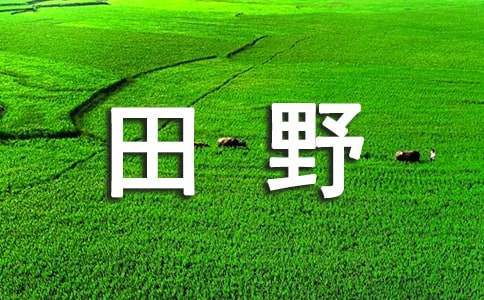 美丽的田野作文300字