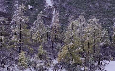 下雪天教案设计参考