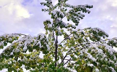 今天下雪了日记范文汇编7篇