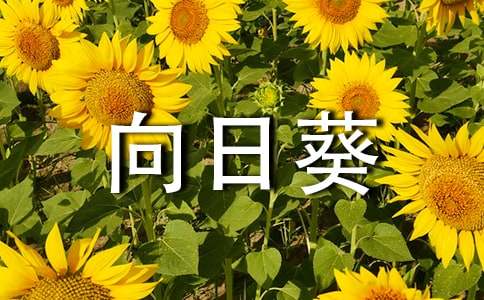 向日葵初中作文400字4篇