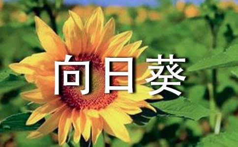 向日葵的三年级作文300字（精选91篇）