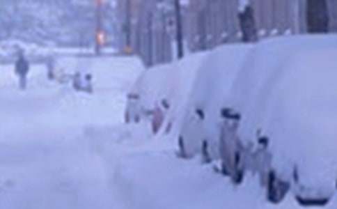 峨眉山优质速生抗雪灾长寿树种-洪椿