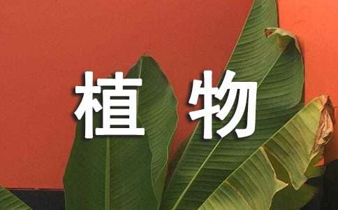 【合集】观察植物的作文300字