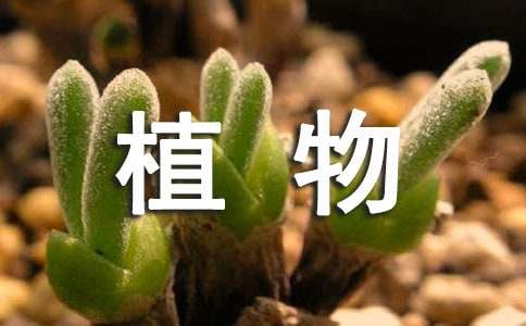 精选植物状物作文锦集5篇