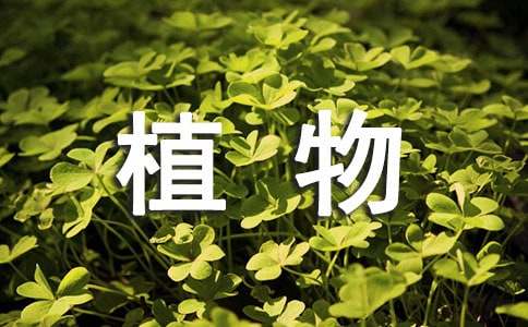 观察植物小学生作文