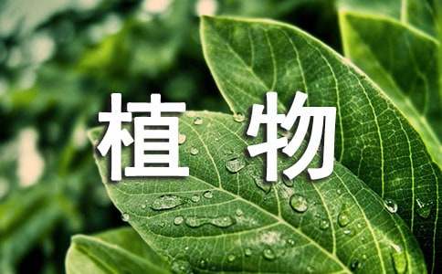 植物作文300字集合(4篇)