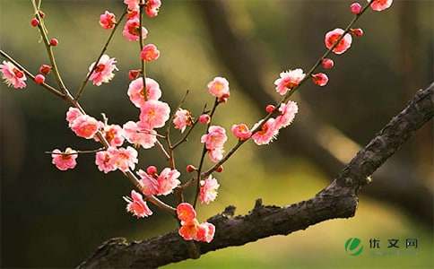 湖南梅花一冬再发偶题于花援,湖南梅花一冬再发偶题于花援韩偓,湖南梅花一冬再发偶题于花援的意思,湖南梅花一冬再发偶题于花援赏析 -诗词大全