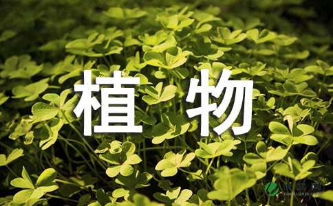 植物观察日记：秋菊