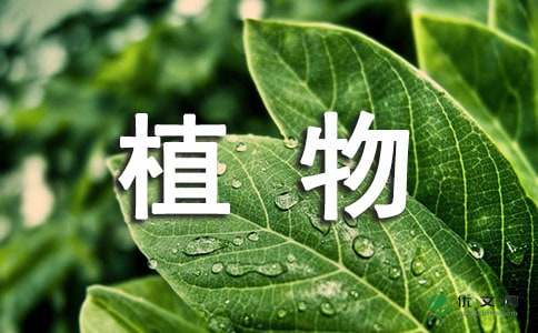 植物观察日记50字